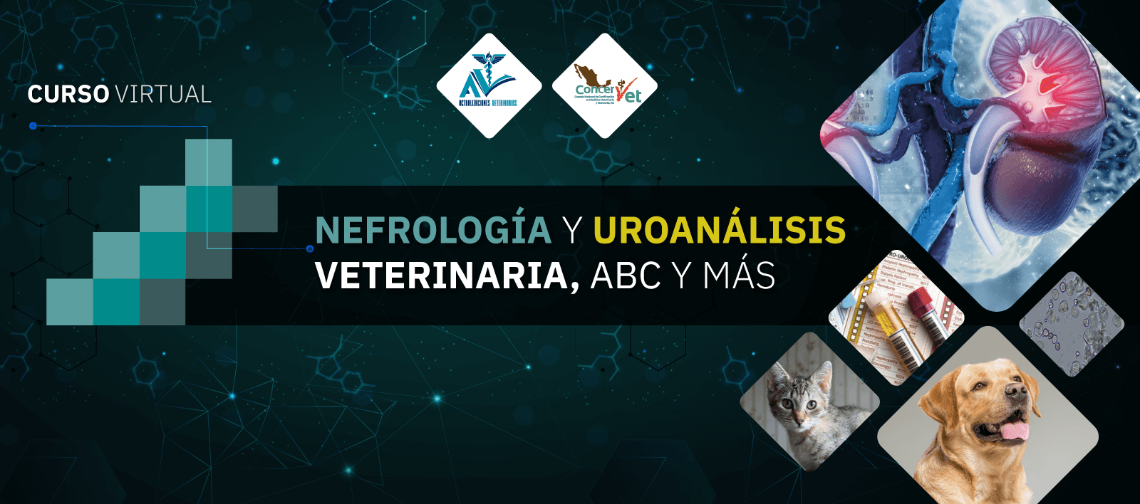 Curso Virtual Nefrología y Uro análisis Veterinaria ABC y más