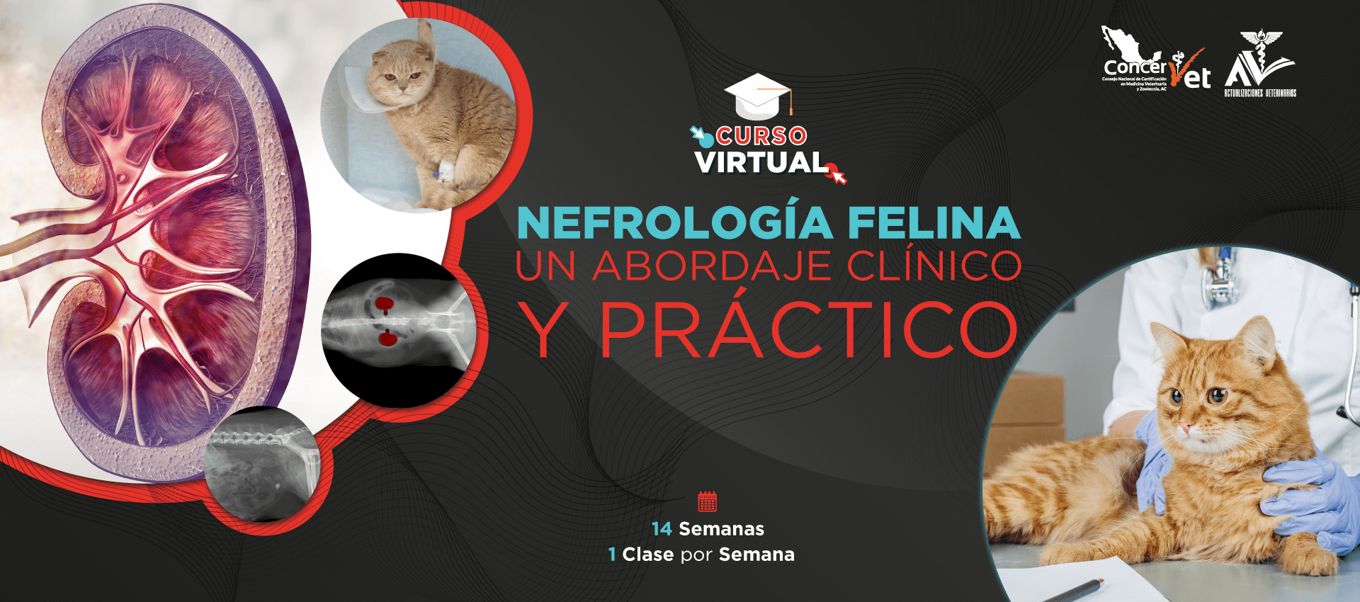 Nefrología Felina un abordaje clínico y práctico